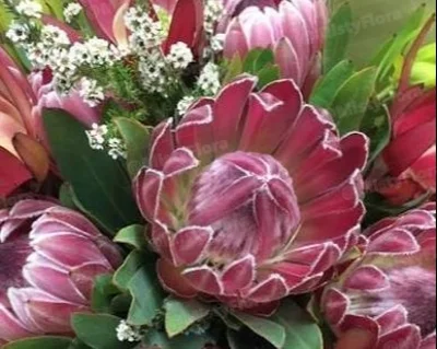tulips - tulips